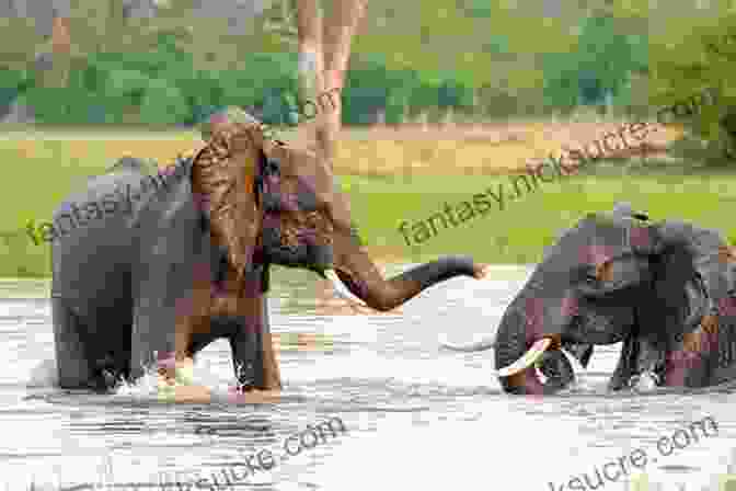 A Family Of Elephants Crossing A River In The African Wilderness When Eagles Roar: The Amazing Journey Of An African Wildlife Adventurer