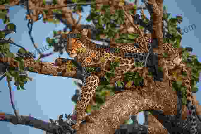 A Leopard Resting In A Tree In The Amazon Rainforest Wild Beasts And Their Ways Reminiscences Of Europe Asia Africa And America Volume 1