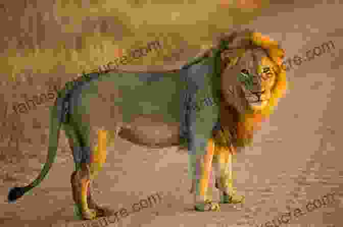 A Majestic Lion Standing In The African Savanna Wild Beasts And Their Ways Reminiscences Of Europe Asia Africa And America Volume 1