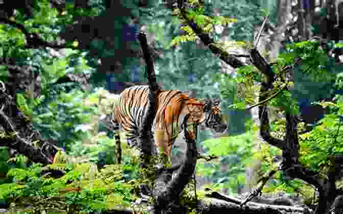 A Majestic Tiger Resting In The Asian Jungle Wild Beasts And Their Ways Reminiscences Of Europe Asia Africa And America Volume 1