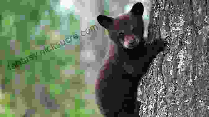 A Playful Black Bear Cub Exploring Its Surroundings. Alaska Bears: Shaken And Stirred