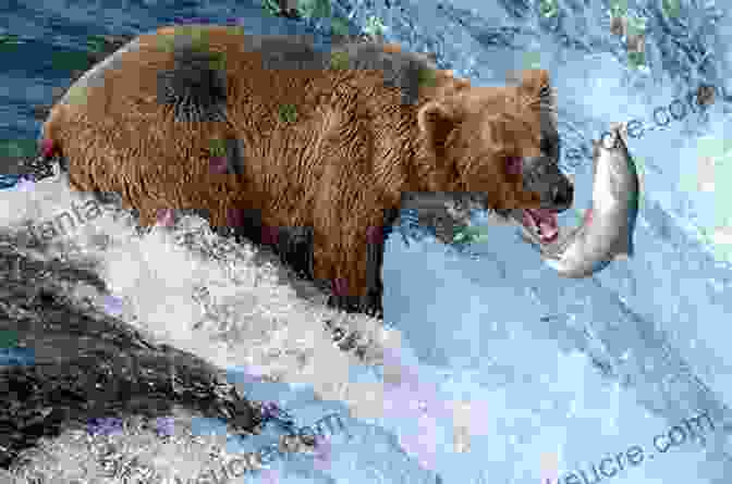 A Solitary Brown Bear Fishing For Salmon In A Pristine River. Alaska Bears: Shaken And Stirred