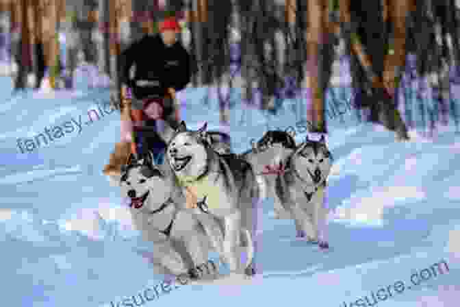 A Team Of Sled Dogs Pulling A Sled Across A Snowy Landscape. Cold: Adventures In The World S Frozen Places
