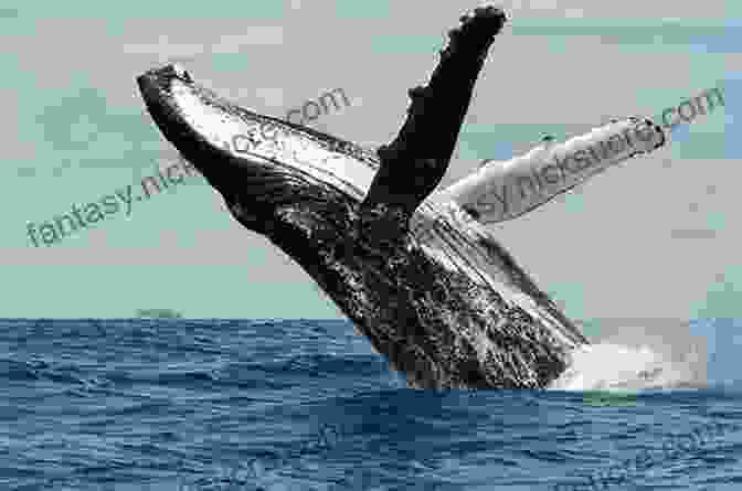 Humpback Whale Breaching The Surface Of The Ocean Reef Life: An Underwater Memoir