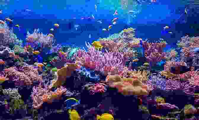 Vibrant Coral Reef With Diverse Marine Life Reef Life: An Underwater Memoir
